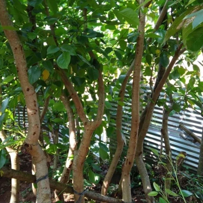 [COD] Tanaman Dadap Merah Terbatas