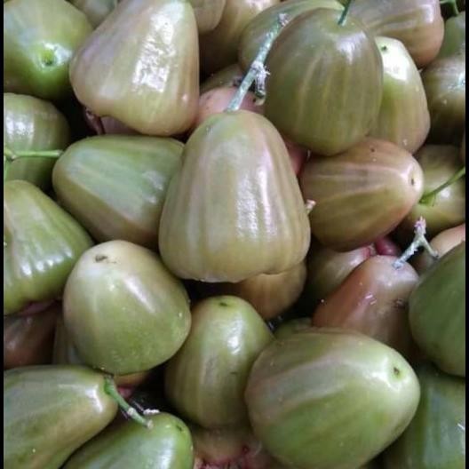 

Kekinian jambu cincalo hijau !!