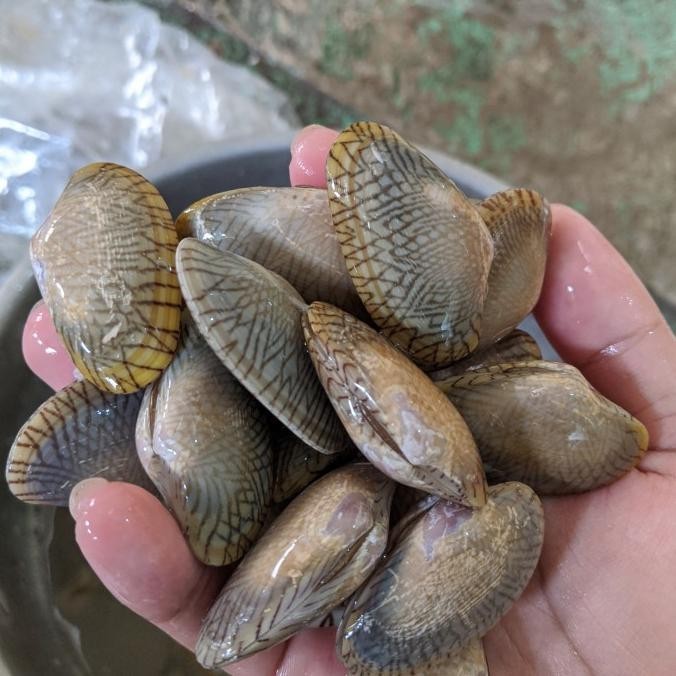 

Update Kerang Batik Frozen 1kg Asli Batik Pekalongan ,.