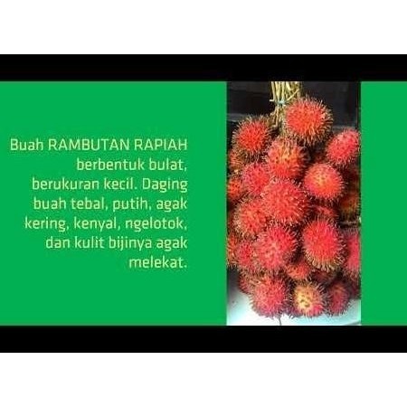 TANAMAN Terlaris BIBIT BUAH RAMBUTAN RAPIAH TANAMAN BUAH RAMBUTAN RAPIAH BEST