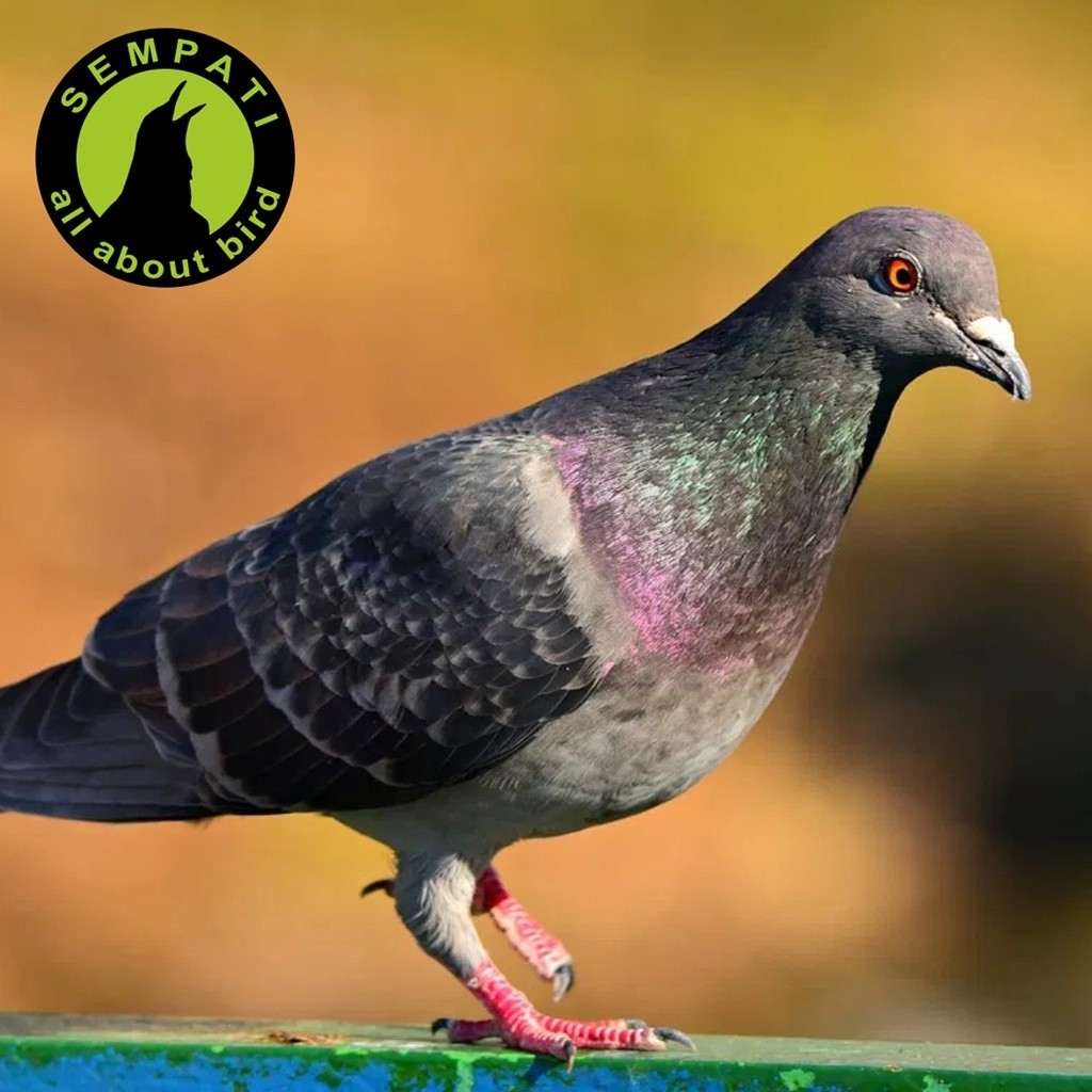 PROMO KANDANG SHAMPO BURUNG BIOVET VITAREST SAMPO MERPATI DARA DESINFEKSI KANDANG DESINFEKTAN