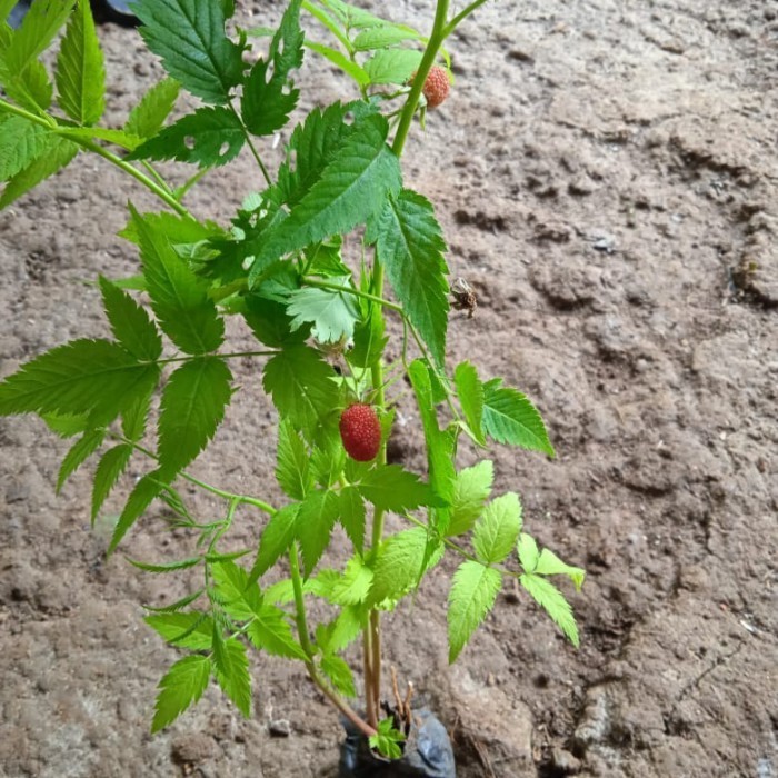 OBBRAALL Bibit tanaman buah arbei/arben