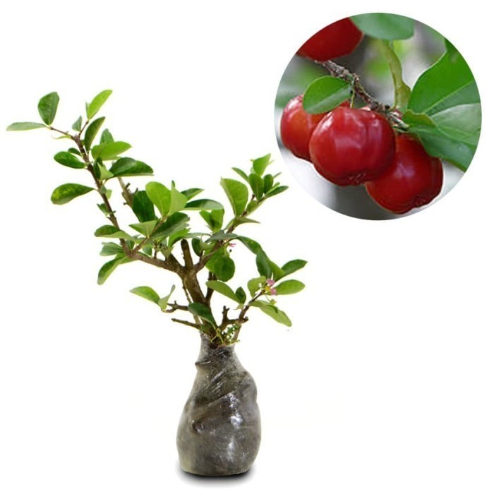 OBBRAALL Bibit Tanaman Buah Cherry Barbados-Barbados Ceri