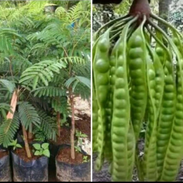 OBBRAALL Bibit tanaman buah petai hibrida / petai hibrida super premium
