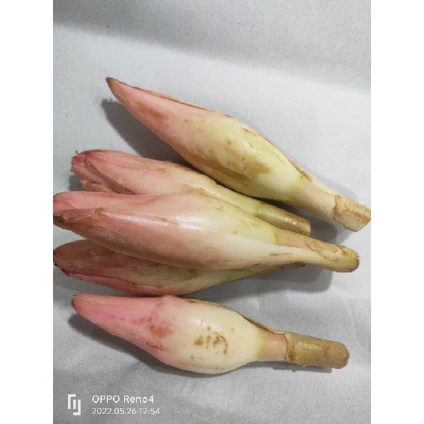 

Rias Bunga Kecombrang Honje Segar 250gram JAC