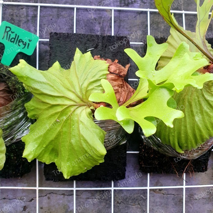 PLATYCERIUM RIDLEYI / SIMBAR MENJANGAN / TANDUK RUSA