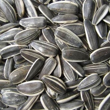 

Kuaci Matahari [Asin] 1Kg