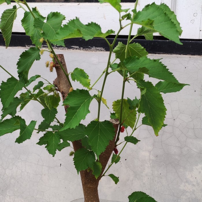 TANAMAN POHON buah murbei sudah berbuah CAKEPP