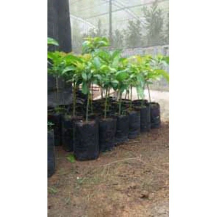 TANAMAN POHON bibit buah alpukat metega beih poho di dalam pot tabulampot CAKEPP