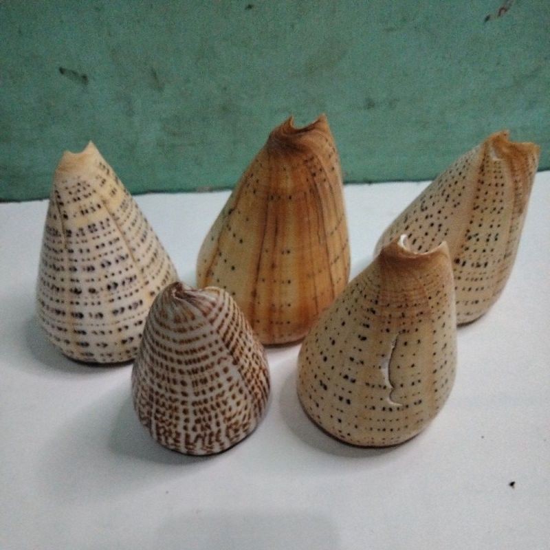 Cangkang kerang laut olon-olon jumbo antik per 1 pcs