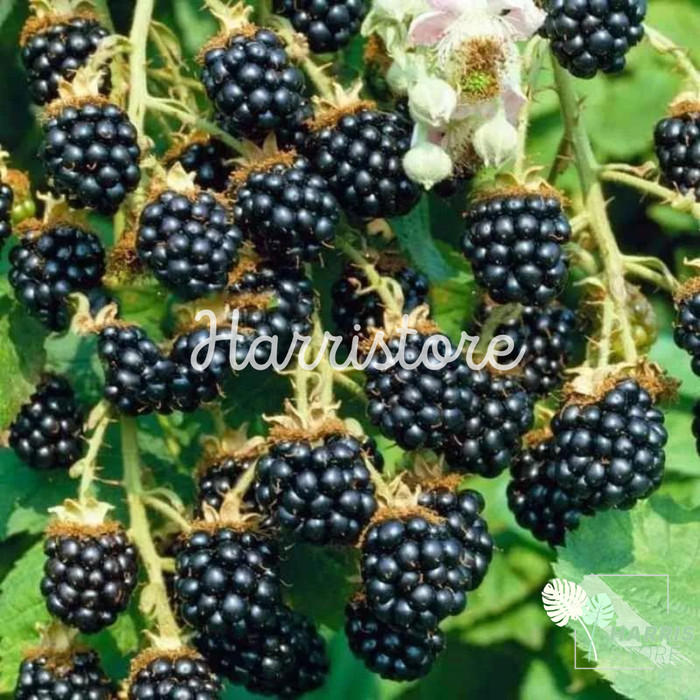 bibit tanaman buah Blackberry pohon blackberry hidup blackbery POHON