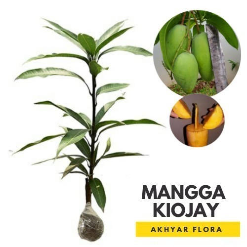 Bibit Mangga Kiojay Pohon Mangga Bibit Buah Mangga Kiojay POHON