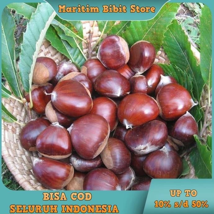 TERBARU Bibit Buah Tanaman Jengkol Okulasi Cepat Berbuah MURAH POHON