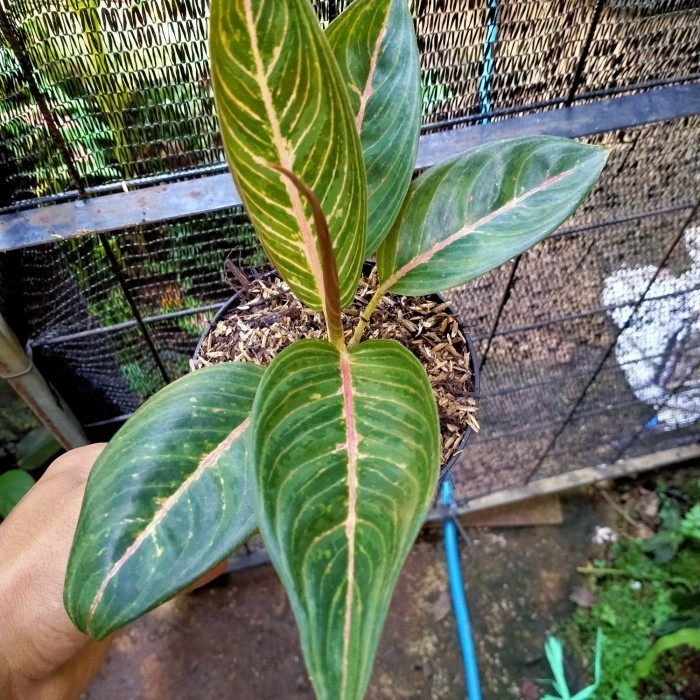 bibit tanaman aglonema legacy/pohon aglonema legacy