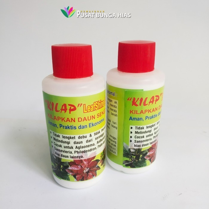 pengkilap daun tanaman hias