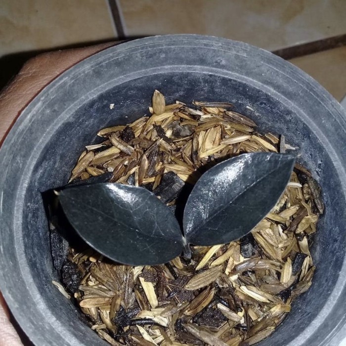 Tanaman zamia black raven