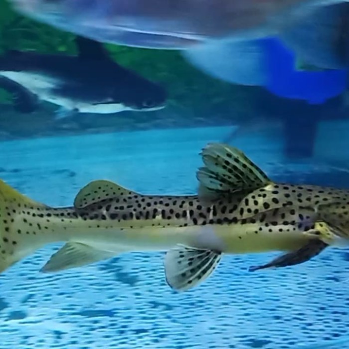 ikan leopard catfish predator