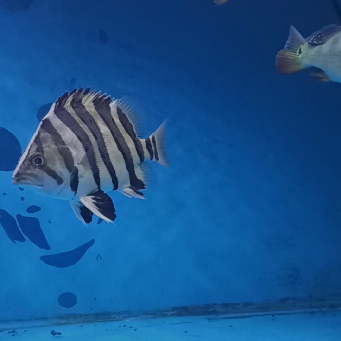 datz borneo 4 bar simetris