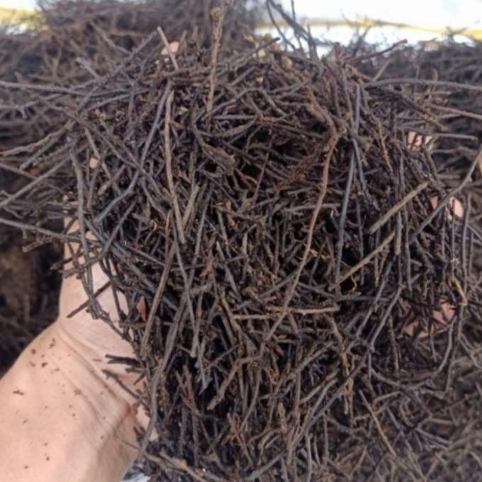 Kekinian - PAKIS CACAH MEDIA TANAM ANGGREK& AGLONEMA ,ANTHURIUMSEKARUNG VIA GOSEN !!