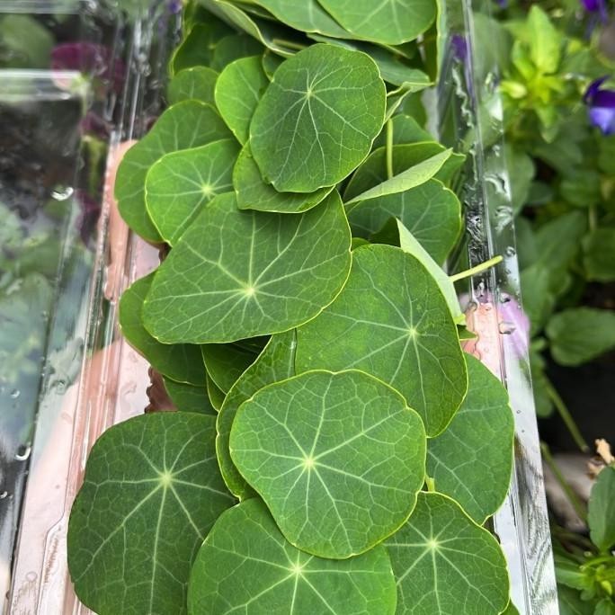 

Kekinian - Daun Nasturtium/ Nasturtium Leaves ( edible leaves) ..