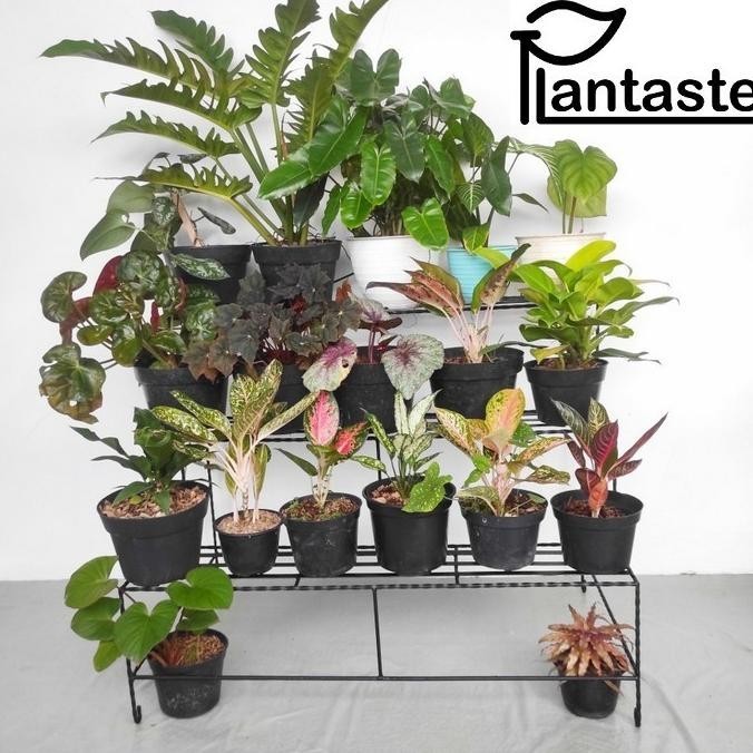 Rak - Rak Besi Tingkat Tangga Susun 3 Minimalist Pot Bunga Tanaman Rusukkan