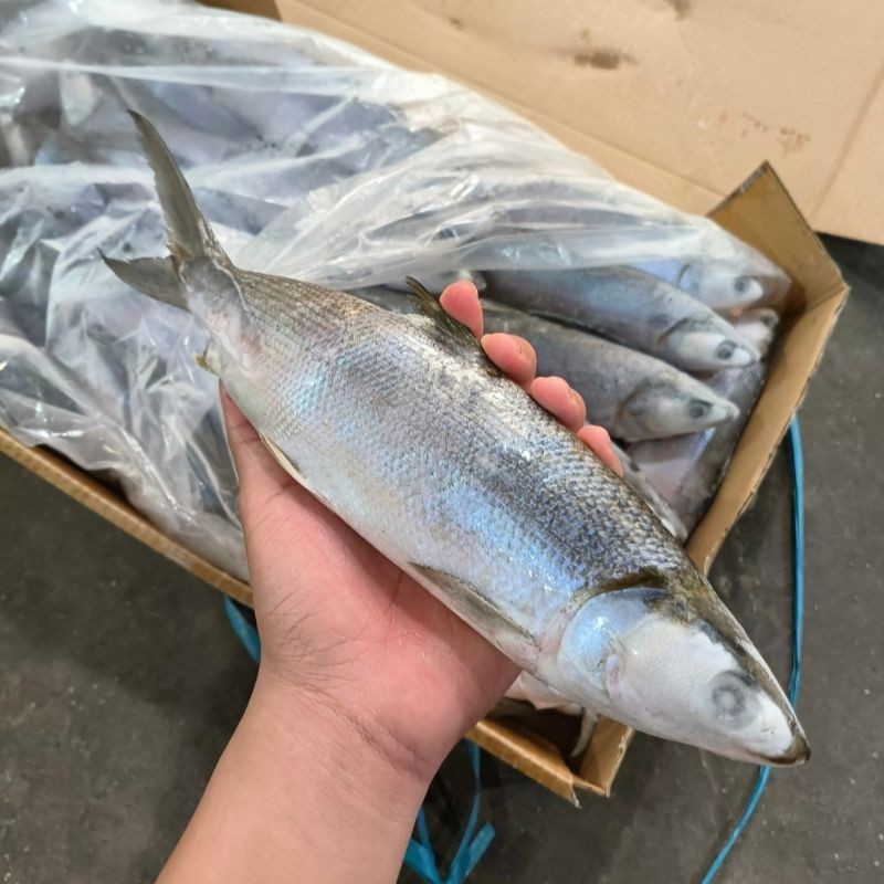 

Ikan Bandeng Bitung