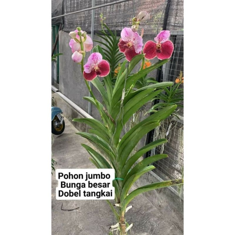 bibit anggrek Vanda bunga pink atas bawah merah dewasa+pot angrek Vanda bunga merah setengah merah m