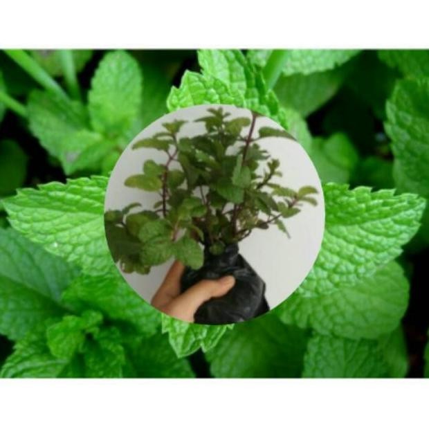Omahijoofficial Jual Bibit Daun Mint  Bibit Daun Mint 