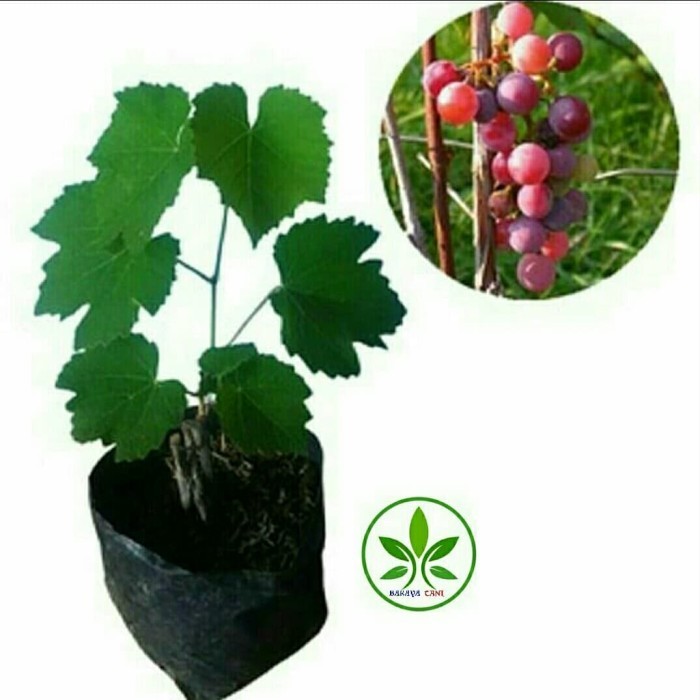 Bibit Tanaman Buah Anggur Merah/Pohon Buah Anggur Merah siap Berbuah ASLI