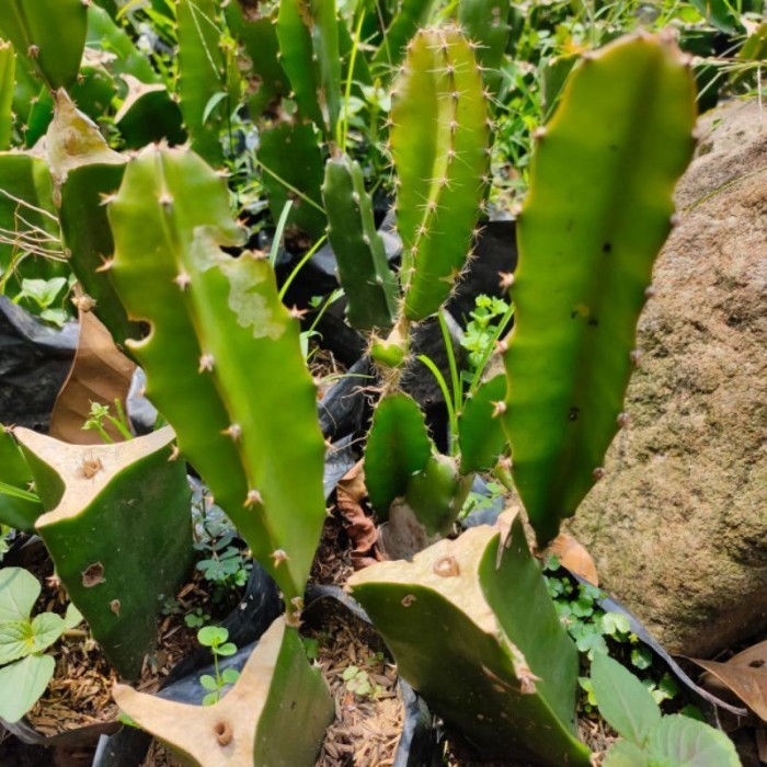 Bibit Tanaman Buah Naga Merah Super - pohon buah naga jumbo FRESS ASLI