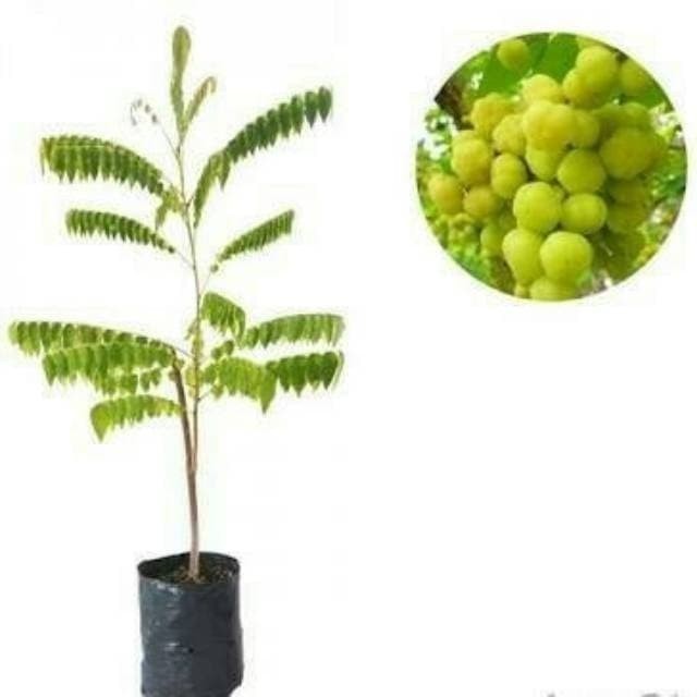 Bibit Tanaman Pohon Cermai Bibit Cermai Bibit Ceremai Buah Cermai ASLI