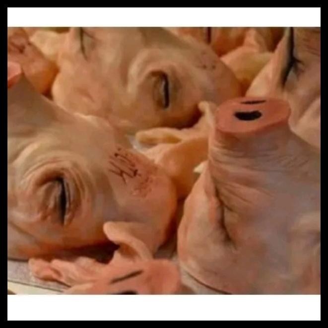 

READY STOK DAGING BABI BAGIAN KEPALA READYY