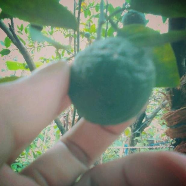 omahijoofficial Bibit Buah Jeruk  Paket Bibit Jeruk 