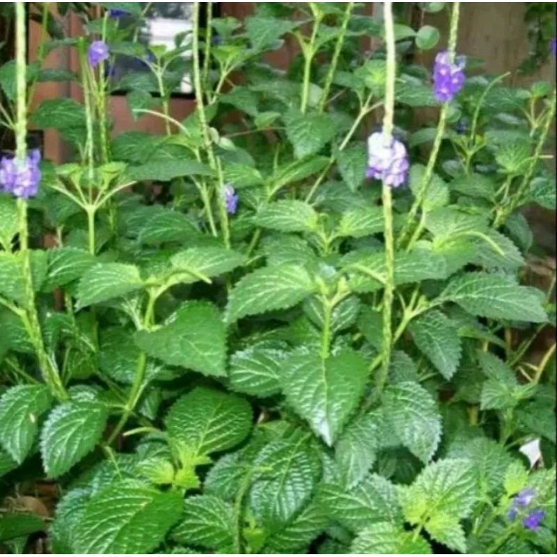

daun pecut kuda freesh 1kg
