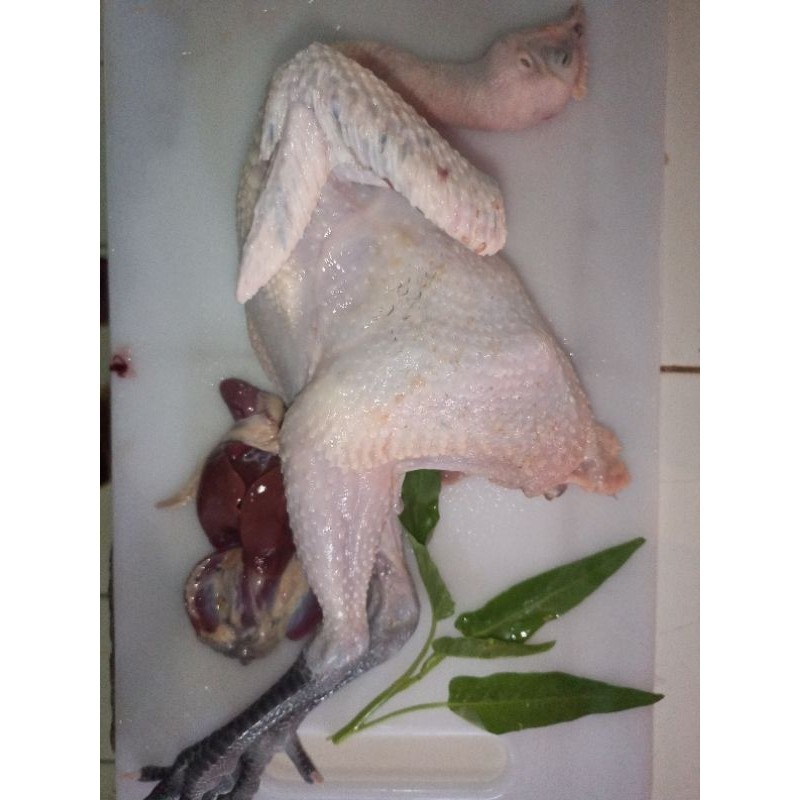 

Ayam Kampung 1.4 Kg Hidupnya -Gratisongkir