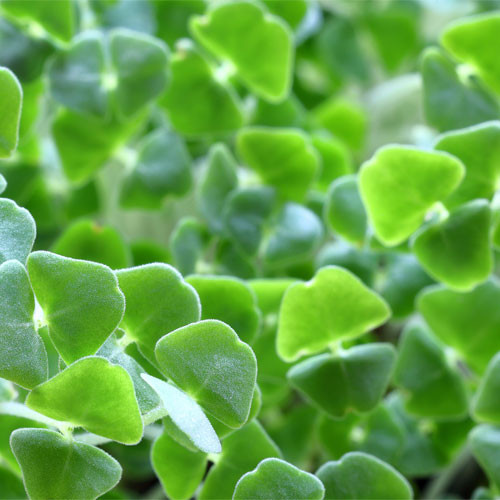 Victory Seed Bibit Benih Microgreen White Salvia Hispanica Chia (Isi 500 Biji)