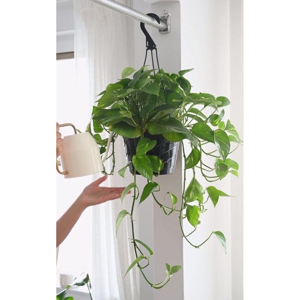 

Sirih Gading Hijau Golden Pothos