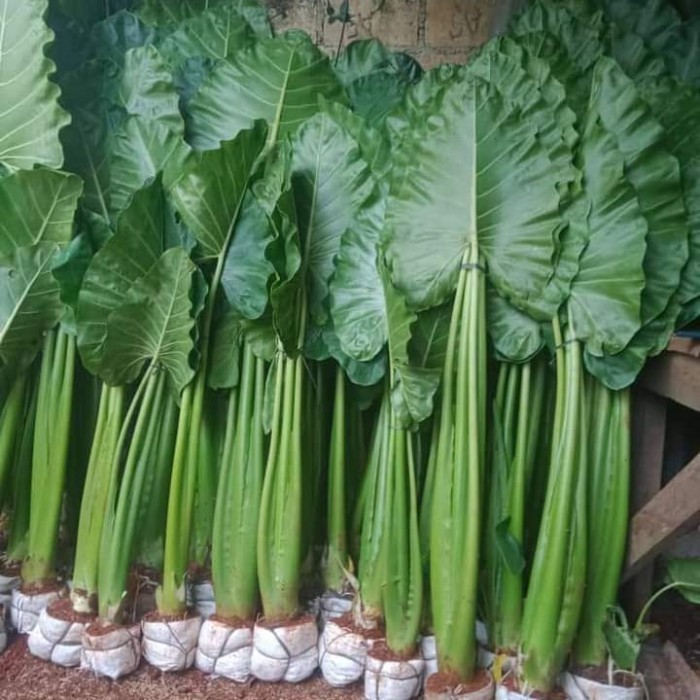 

Tanaman Sente Jumbo Ukuran 100Cm