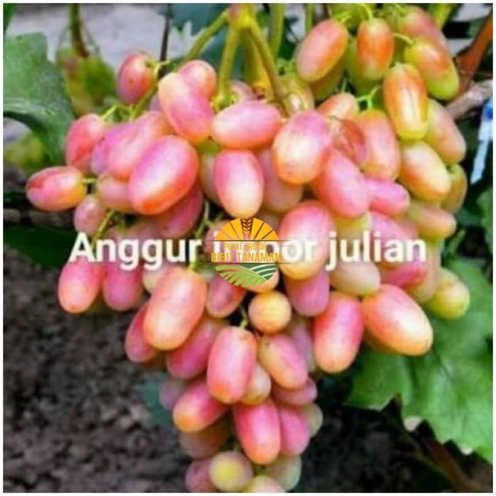 

Bibit Buah Anggur Julian