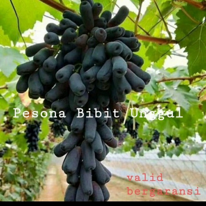 

Bibit Anggur Moondrop Grafting