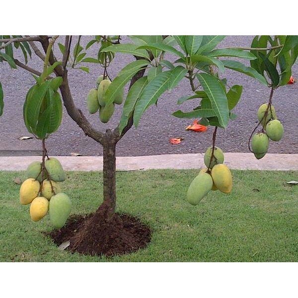 

Bibit Pohon Mangga Chokanan (Berbuah Tanpa Musim)