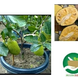 

Pohon Nangka Mini Sudah Berbuah