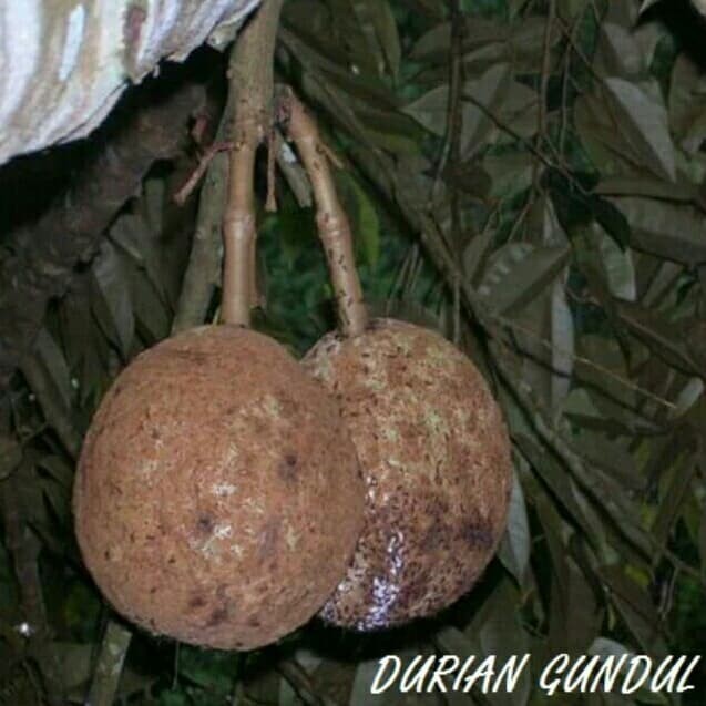 

Bibit Pohon Durian Gundul Kaki 3