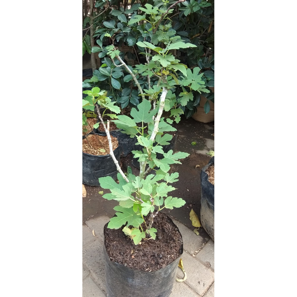 

Pohon Buah Tin Green Yordan