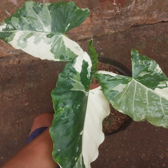 

Tanaman Hias Sente Variegata