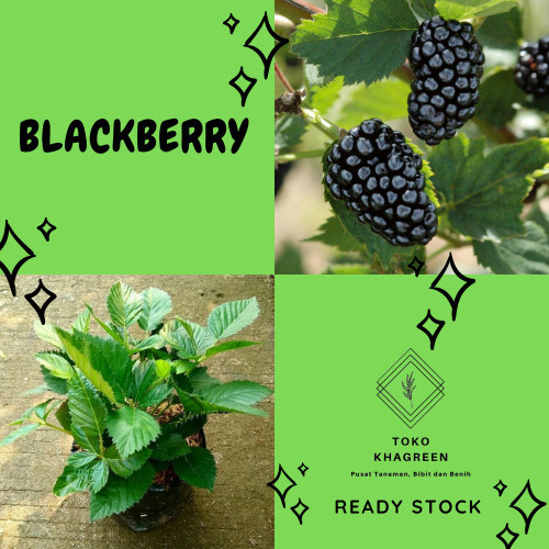 

Bibit Tanaman Buah Blackberry - Siap Berbuah
