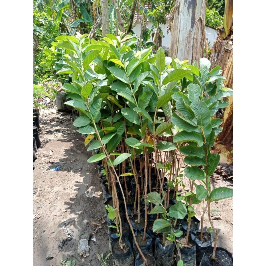 

Promo 4 Tanaman Buah. 2 Mangga, 1 Jambu, 1 Nangka - (X-Green) Best Seller