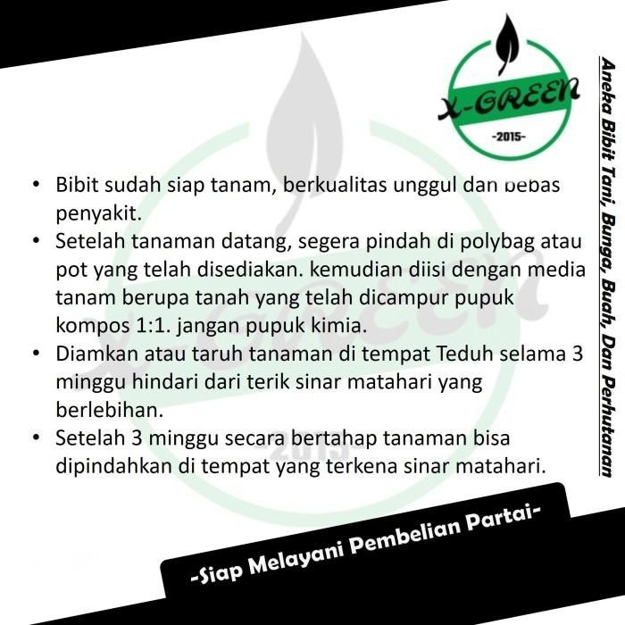 

Promo 4 Tanaman Buah Mangga Kelapa - (X-Green) Best Seller