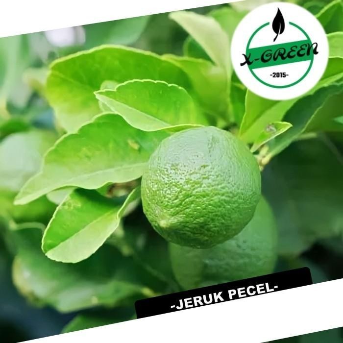 

Promo 4 Tanaman Buah Jeruk Pecel - (X-Green) Best Seller