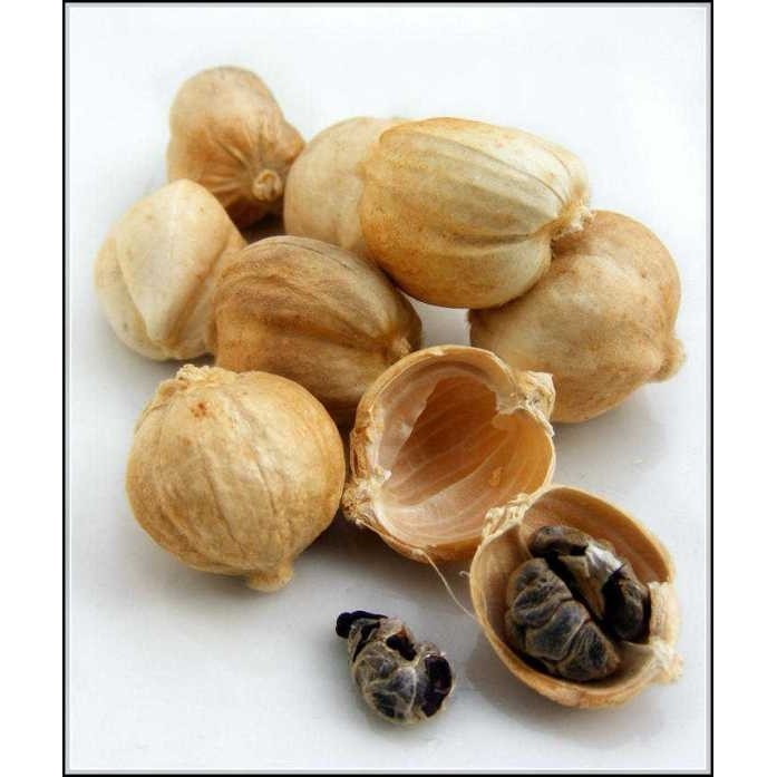 

Kapulaga lokal 500gram / Cardamom White / Cardamon White